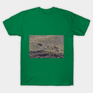 Bighorn Sheep Resting in the Grass T-Shirt